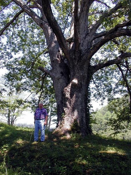 White Oak Tree Allen Uncle Floyd.jpg